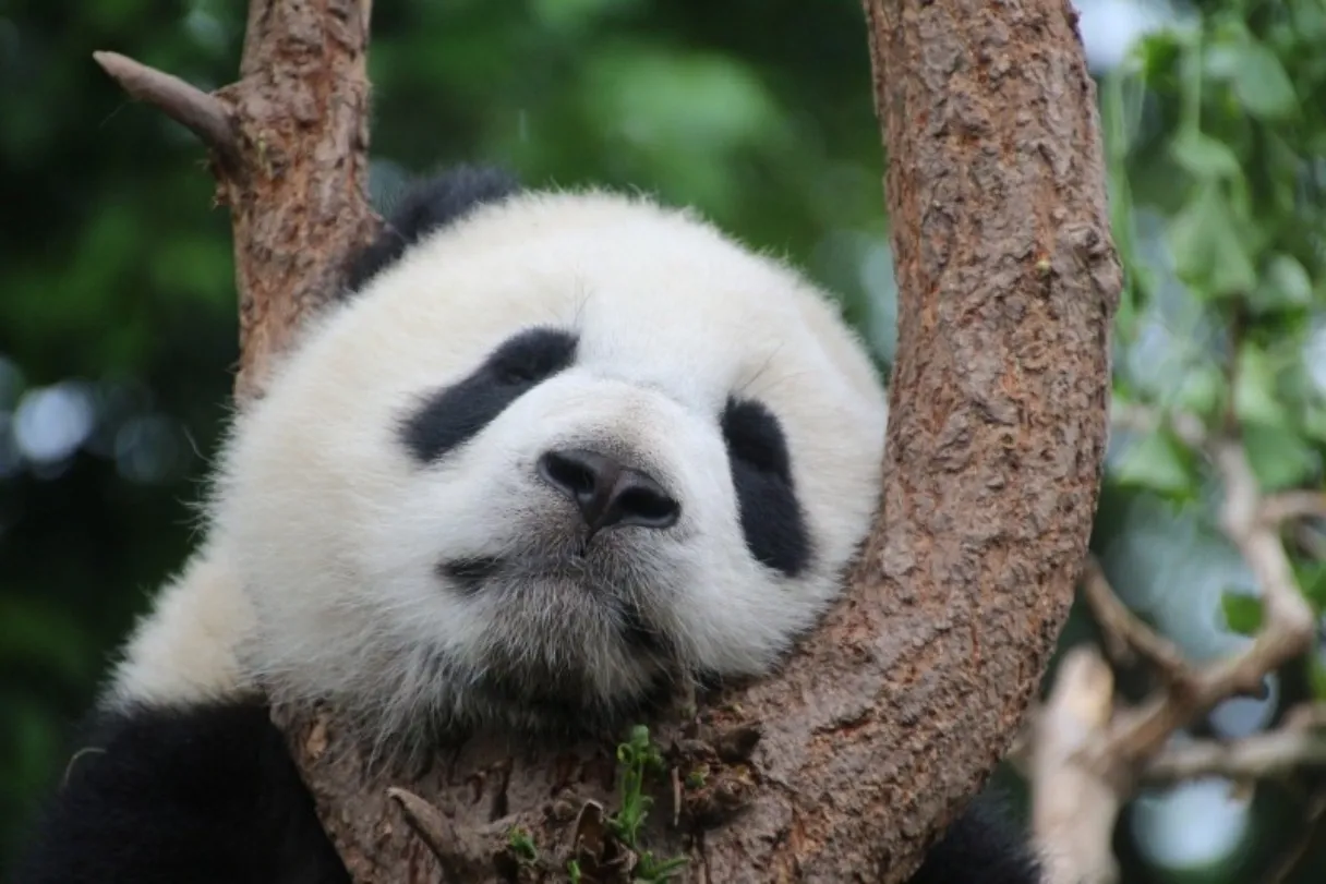 Panda: A Week in Review