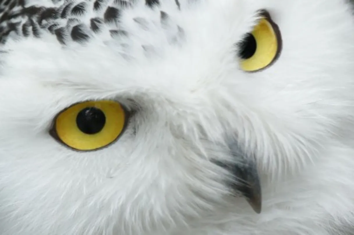 Online Business, FLUFF and You